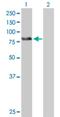 Zinc Finger And BTB Domain Containing 39 antibody, H00009880-B01P, Novus Biologicals, Western Blot image 