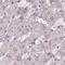 NHP2 Ribonucleoprotein antibody, NBP2-13656, Novus Biologicals, Immunohistochemistry paraffin image 