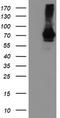 SAM And HD Domain Containing Deoxynucleoside Triphosphate Triphosphohydrolase 1 antibody, CF501956, Origene, Western Blot image 