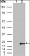 Glutathione S-transferase P 1 antibody, orb87452, Biorbyt, Western Blot image 