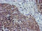 Arachidonate 15-Lipoxygenase antibody, LS-C173699, Lifespan Biosciences, Immunohistochemistry frozen image 