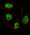 General Transcription Factor IIi antibody, abx030036, Abbexa, Immunofluorescence image 