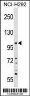 Pleckstrin Homology Domain Containing A6 antibody, 59-461, ProSci, Western Blot image 