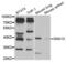 G Protein Subunit Alpha 13 antibody, LS-C334259, Lifespan Biosciences, Western Blot image 