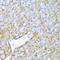 Prostaglandin D2 Synthase antibody, A02003, Boster Biological Technology, Immunohistochemistry frozen image 