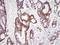 High Mobility Group Box 1 antibody, NBP1-07087, Novus Biologicals, Immunohistochemistry frozen image 