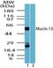 Mucin 13, Cell Surface Associated antibody, PA5-23249, Invitrogen Antibodies, Western Blot image 