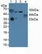 Prolactin Receptor antibody, LS-C374910, Lifespan Biosciences, Western Blot image 