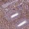 Leucine Rich Repeat Containing 3C antibody, NBP2-49651, Novus Biologicals, Immunohistochemistry frozen image 