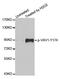 Vav Guanine Nucleotide Exchange Factor 1 antibody, LS-C335850, Lifespan Biosciences, Western Blot image 