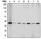 Aquaporin 4 antibody, LS-C351838, Lifespan Biosciences, Western Blot image 
