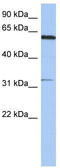 Cyclin Dependent Kinase Like 2 antibody, TA344268, Origene, Western Blot image 