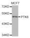 Protein Tyrosine Kinase 6 antibody, abx002624, Abbexa, Western Blot image 