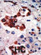 PRKCI antibody, abx033120, Abbexa, Immunohistochemistry frozen image 