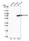 Interferon Regulatory Factor 2 Binding Protein 2 antibody, PA5-55700, Invitrogen Antibodies, Western Blot image 