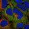 Translationally-controlled tumor protein antibody, HPA039437, Atlas Antibodies, Immunofluorescence image 