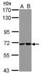 Ubiquitin Associated And SH3 Domain Containing B antibody, GTX122044, GeneTex, Western Blot image 