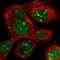 NOP16 Nucleolar Protein antibody, PA5-57693, Invitrogen Antibodies, Immunofluorescence image 