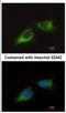 RT23 antibody, NBP2-19412, Novus Biologicals, Immunofluorescence image 