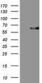 Matrix Metallopeptidase 3 antibody, LS-C340134, Lifespan Biosciences, Western Blot image 