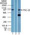 TSC22 Domain Family Member 1 antibody, NBP2-24628, Novus Biologicals, Western Blot image 