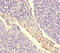 A-Raf Proto-Oncogene, Serine/Threonine Kinase antibody, LS-C677155, Lifespan Biosciences, Immunohistochemistry paraffin image 