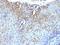 CD59 Molecule (CD59 Blood Group) antibody, MBS438578, MyBioSource, Immunohistochemistry paraffin image 