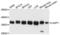LIM And SH3 Protein 1 antibody, LS-C332918, Lifespan Biosciences, Western Blot image 
