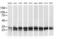 Pseudouridine 5'-Phosphatase antibody, MA5-25475, Invitrogen Antibodies, Western Blot image 