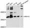 Retinol Dehydrogenase 10 antibody, STJ114029, St John