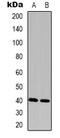 HGH1 Homolog antibody, LS-C368885, Lifespan Biosciences, Western Blot image 