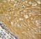 Nudix Hydrolase 22 antibody, LS-C163059, Lifespan Biosciences, Immunohistochemistry frozen image 