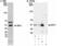 Basic Helix-Loop-Helix Family Member E40 antibody, PA1-16546, Invitrogen Antibodies, Western Blot image 