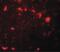 Chromobox 4 antibody, PA5-34429, Invitrogen Antibodies, Immunofluorescence image 