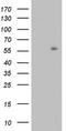 TRIM27 antibody, NBP2-46214, Novus Biologicals, Western Blot image 