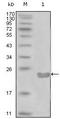 Membrane Metalloendopeptidase antibody, MA5-15440, Invitrogen Antibodies, Western Blot image 