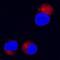 Matrix Metallopeptidase 8 antibody, AF908, R&D Systems, Immunocytochemistry image 