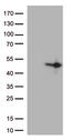 DUSP1 antibody, LS-C796429, Lifespan Biosciences, Western Blot image 