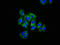 KRIT1 Ankyrin Repeat Containing antibody, LS-C680745, Lifespan Biosciences, Immunofluorescence image 