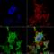 Trafficking Kinesin Protein 2 antibody, LS-C775754, Lifespan Biosciences, Immunocytochemistry image 