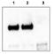 Neurotrophic Receptor Tyrosine Kinase 3 antibody, GTX48720, GeneTex, Immunoprecipitation image 