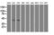 Glutamate-Ammonia Ligase antibody, M03191-1, Boster Biological Technology, Western Blot image 