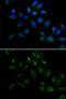 Bone Morphogenetic Protein 15 antibody, GTX33039, GeneTex, Immunocytochemistry image 