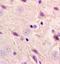 Galactosylceramidase antibody, orb100385, Biorbyt, Immunohistochemistry paraffin image 