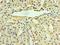 Ubiquitin C-Terminal Hydrolase L3 antibody, LS-C376982, Lifespan Biosciences, Immunohistochemistry frozen image 