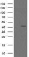 MEK1/2 antibody, TA506006, Origene, Western Blot image 
