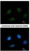 Splicing Factor 3b Subunit 4 antibody, NBP2-20327, Novus Biologicals, Immunofluorescence image 