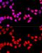 Splicing Factor Proline And Glutamine Rich antibody, GTX64421, GeneTex, Immunofluorescence image 