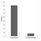 Zinc Finger Protein 598 antibody, P15343, Boster Biological Technology, Immunohistochemistry frozen image 