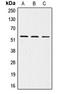 LDL Receptor Related Protein 11 antibody, LS-C353591, Lifespan Biosciences, Western Blot image 